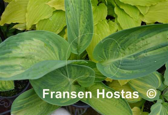 Hosta Valley's Flying Dutchman